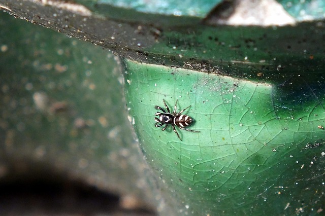Eco-Conscious Spider Prevention: Humane Solutions for Pest Control