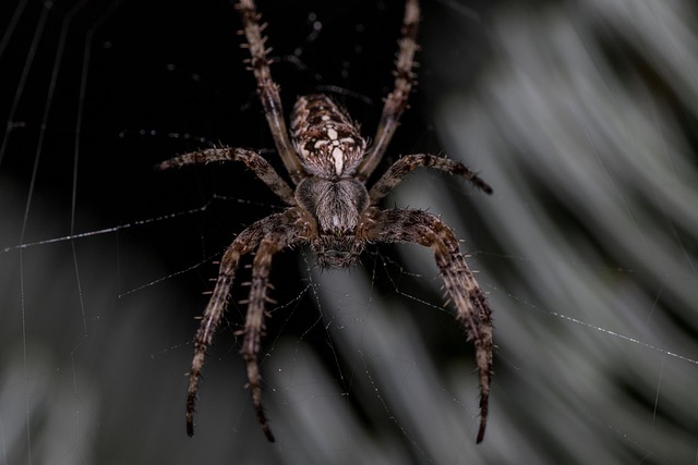 spider-640x480-5495459.jpeg