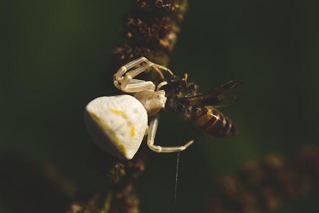 spider-640x480-56670885.jpeg