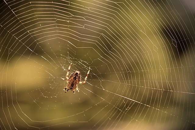 Eco-Conscious Spider Infestation Prevention: Understanding & Safe Removal