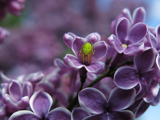 spider-640x480-73969601.jpeg