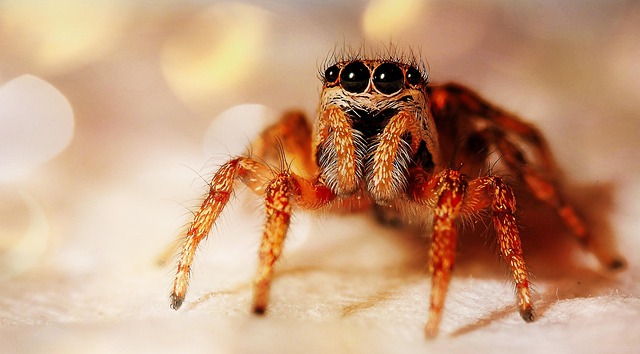 spider-640x480-80965433.jpeg