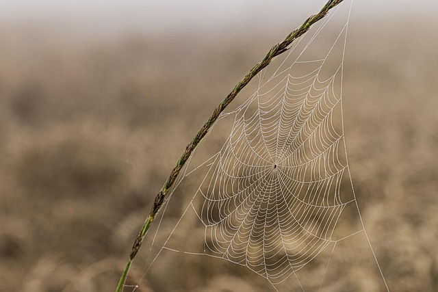 spider-640x480-91818898.jpeg