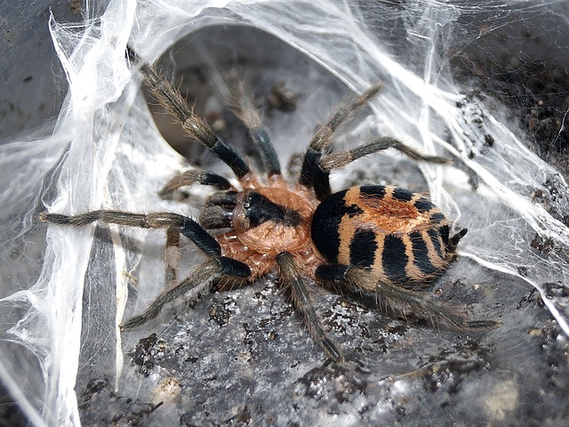 spider-640x480-95007773.jpeg