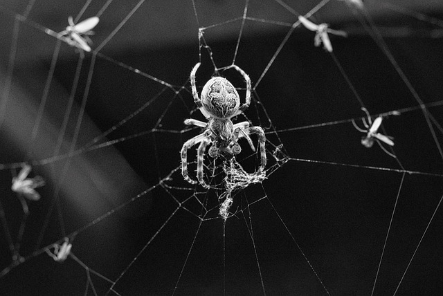 spider-spider-web-640x480-17172714.jpeg