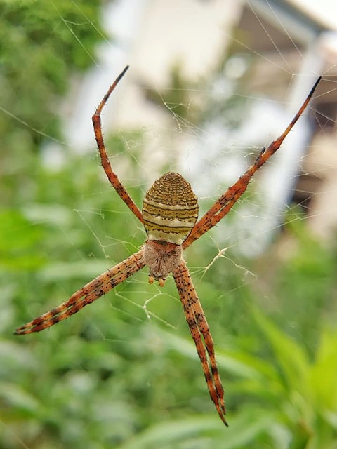 spider-spider-web-640x480-27242078.jpeg