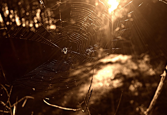 spider-spider-web-640x480-35368797.jpeg
