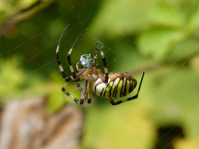spider-spider-web-640x480-38350775.jpeg