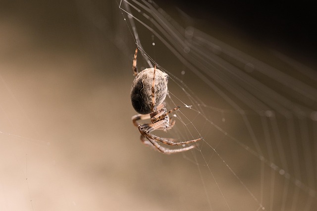 spider-spider-web-640x480-45697206.jpeg