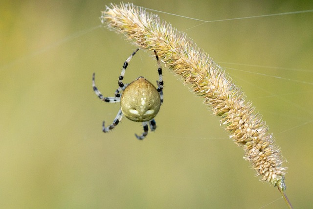 spider-spider-web-640x480-48011978.jpeg