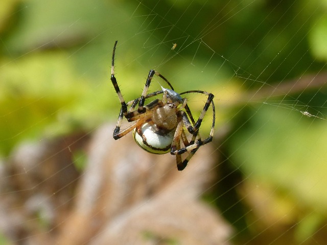 spider-spider-web-640x480-49967772.jpeg