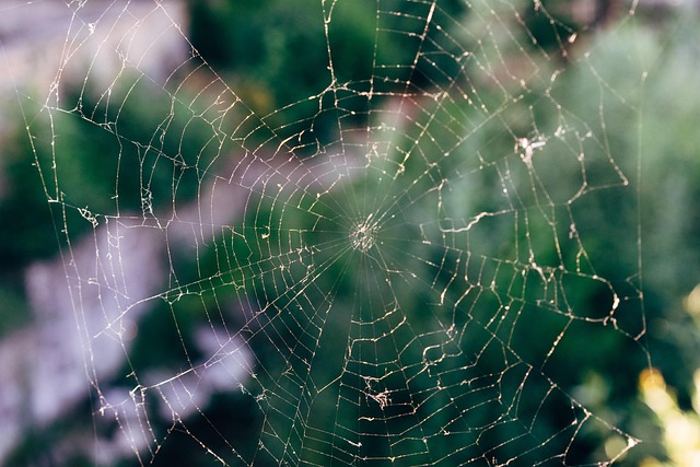 spider-spider-web-640x480-56620248.jpeg
