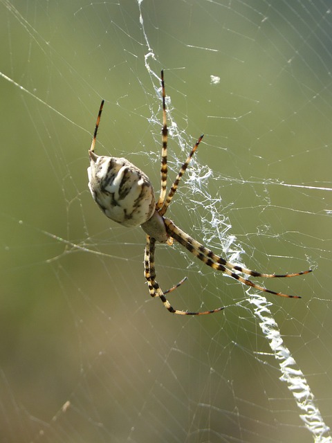 spider-spider-web-640x480-58094794.jpeg