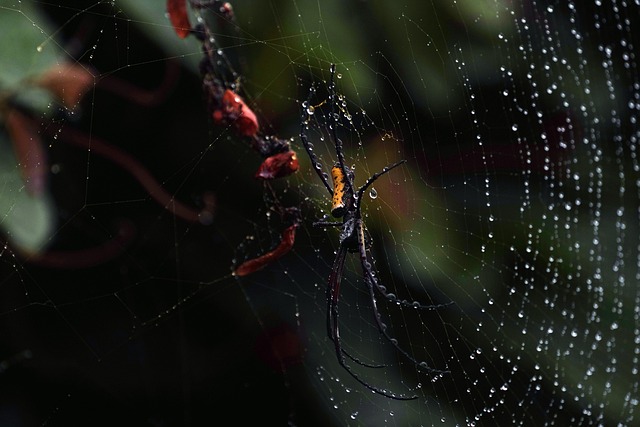 spider-spider-web-640x480-7135173.jpeg