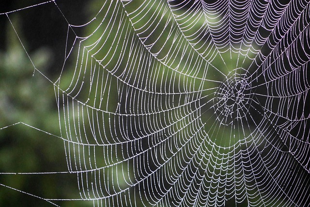 spider-spider-web-640x480-86961890.jpeg