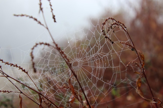 spider-spider-web-640x480-92358823.jpeg