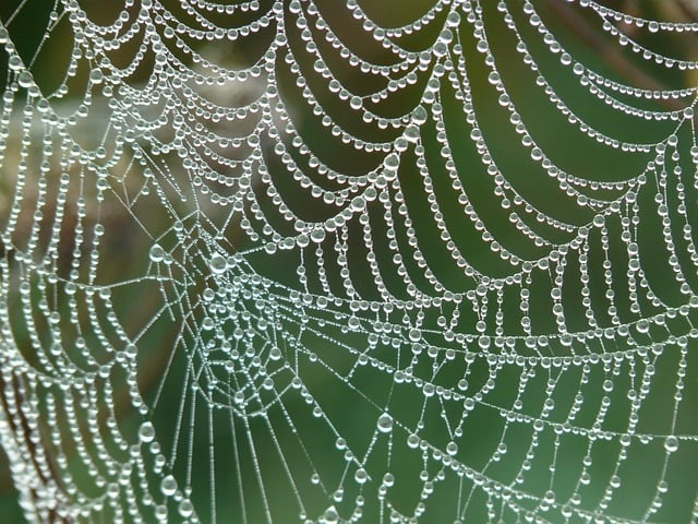 spider-spider-web-640x480-97871571.jpeg