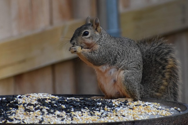 squirrels-640x480-13070542.jpeg