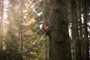 squirrels-640x480-13836154.jpeg