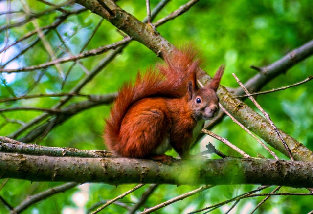 squirrels-640x480-26624745.jpeg