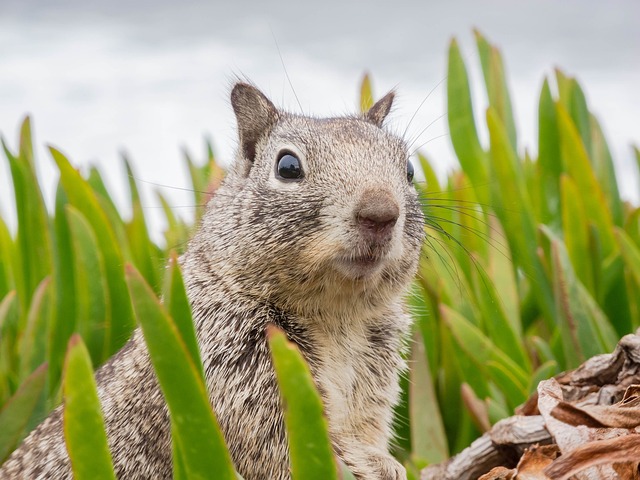 squirrels-640x480-28739017.jpeg