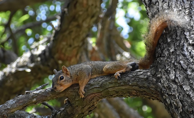 squirrels-640x480-49604209.jpeg