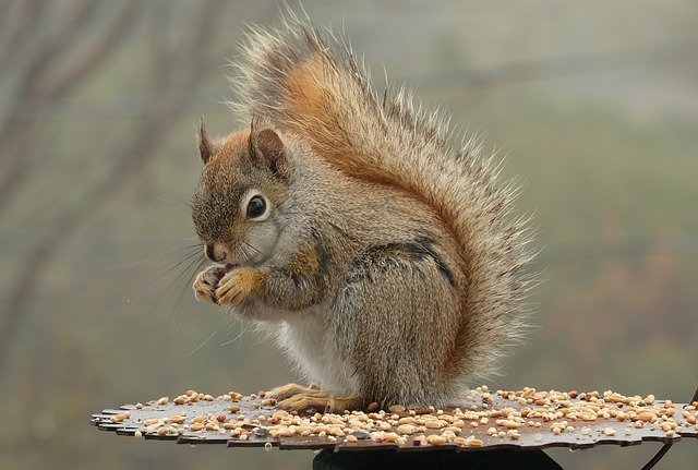 squirrels-640x480-5038940.jpeg