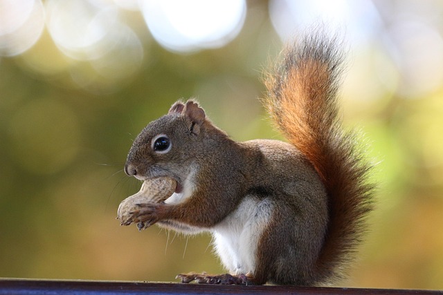 squirrels-640x480-6580863.jpeg