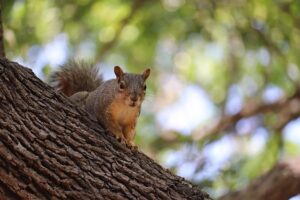 squirrels-640x480-65951989.jpeg