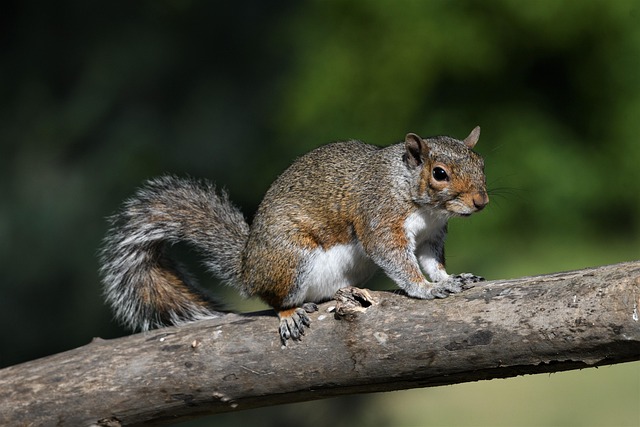 squirrels-640x480-72605865.jpeg