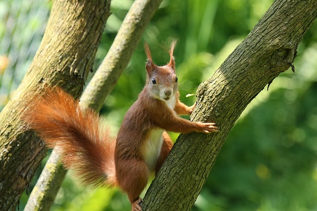squirrels-640x480-81202247.jpeg