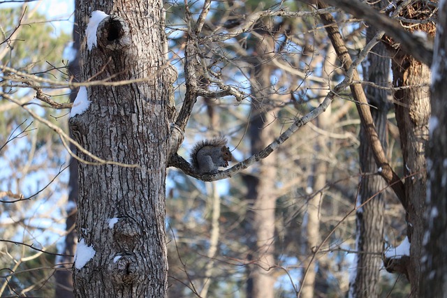 squirrels-640x480-86059040.jpeg