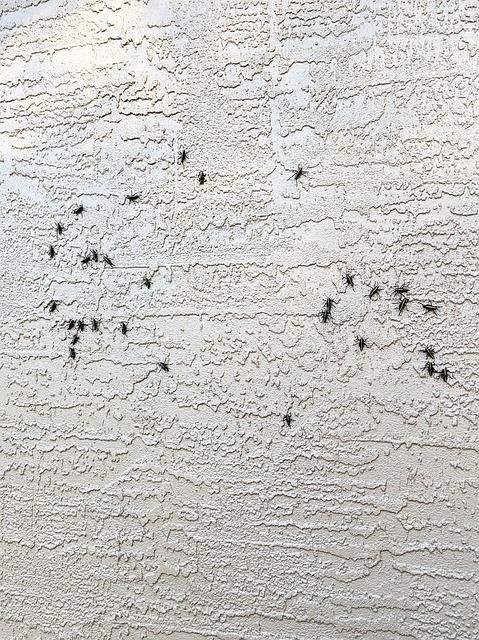 stinging-pest-pest-640x480-57841800.jpeg