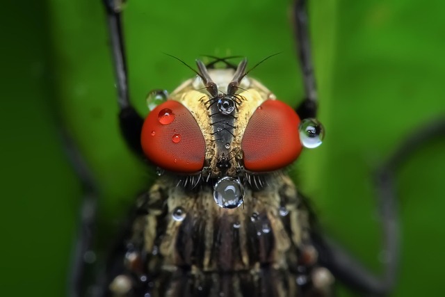 Eco-Friendly Stinging Pest Control: Green Solutions for Safe Homes