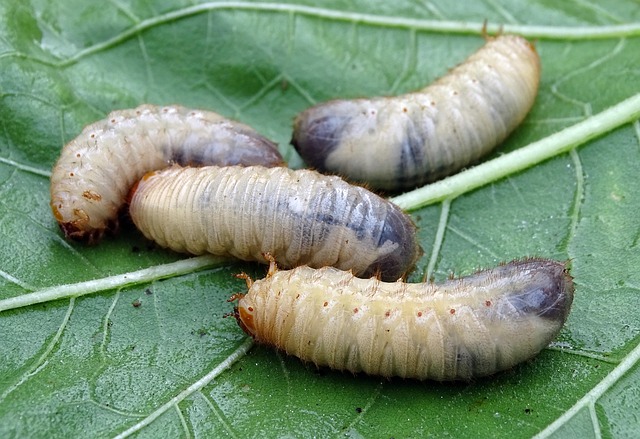 stinging-pest-pest-640x480-98243461.jpeg