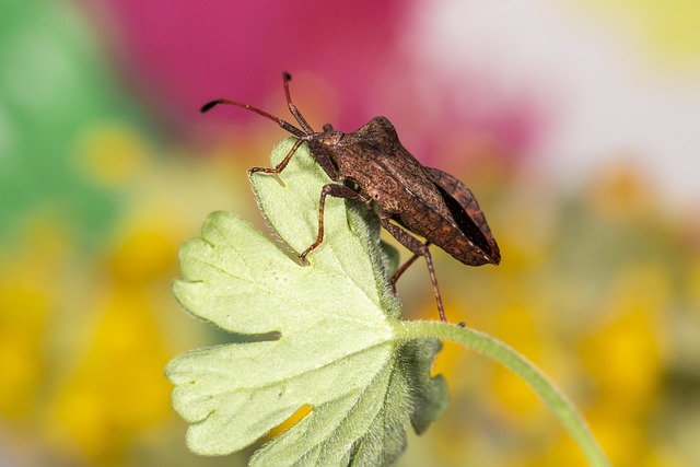 Expert Stink Bug Extermination: Achieving Guaranteed Results for Residential Spaces