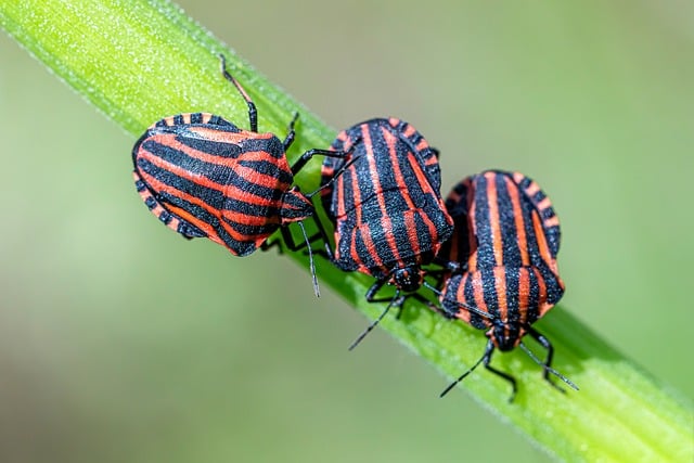 Professional Guide: Eliminate Stink Bug Attractants for Effective Removal