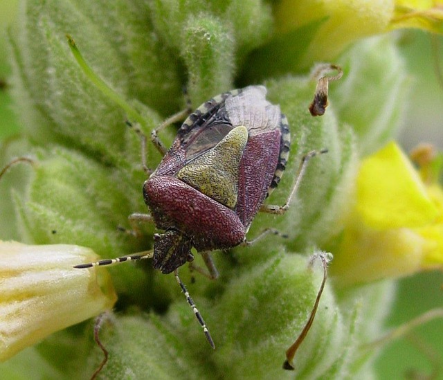 Fast Commercial Stink Bug Removal: Quick Response Solutions for Urgent Issues