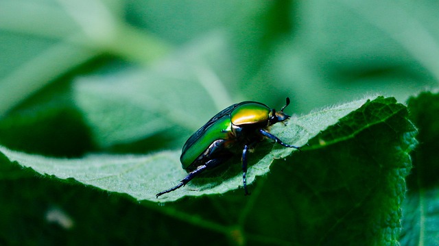 stink-bug-bug-640x480-67613876.jpeg