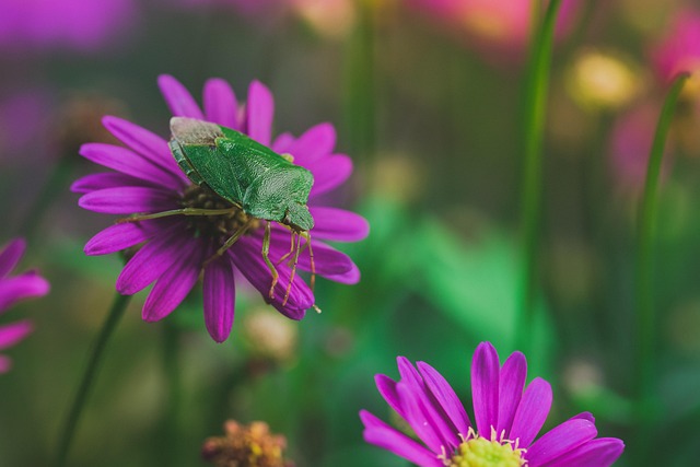 stink-bug-bug-640x480-74981155.jpeg