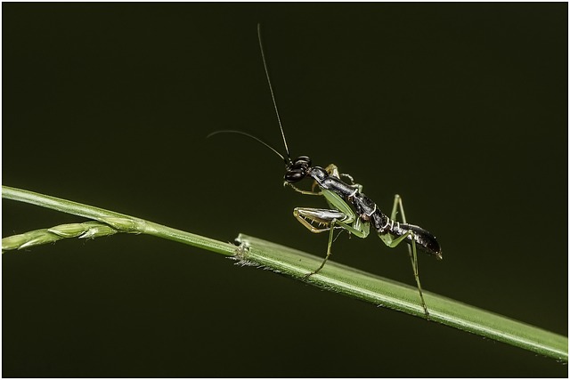 Targeted Solutions for Residential & Commercial Stink Bug Control Services