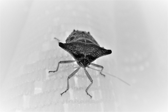 Revolutionizing Stink Bug Control: Innovative, Eco-Friendly Solutions for Long-Lasting Results