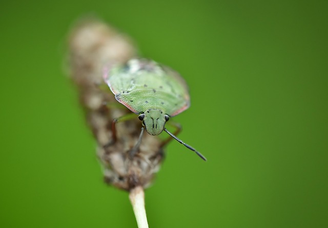 stink-bug-bug-640x480-92709313.jpeg