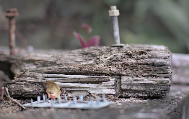 Eco-Friendly Termite Solutions: Comprehensive Assessment & Restoration Guidance