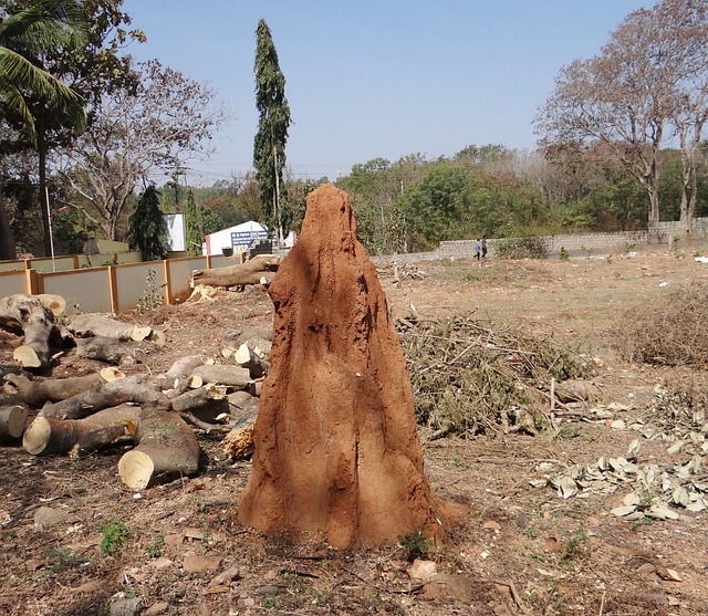 Affordable Professional Termite Extermination & Monitoring Solutions