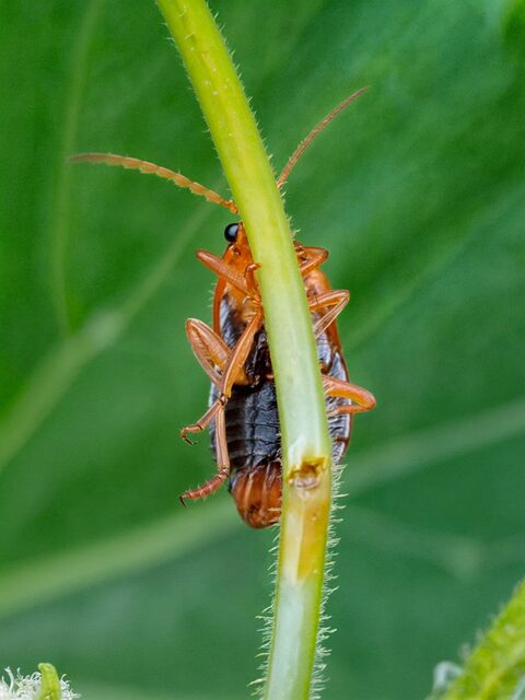 termite-640x480-54062824.jpg