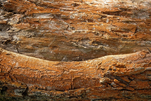 termite-640x480-93322054.jpeg