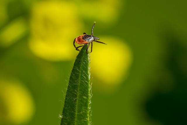 tick-ticks-640x480-23015225.jpeg