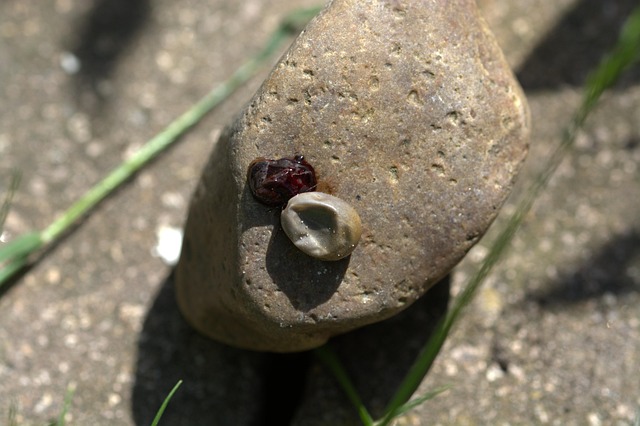 tick-ticks-640x480-27732696.jpeg