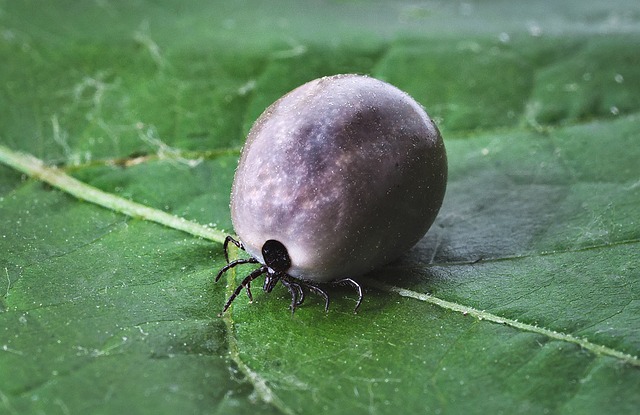 tick-ticks-640x480-4985510.jpeg